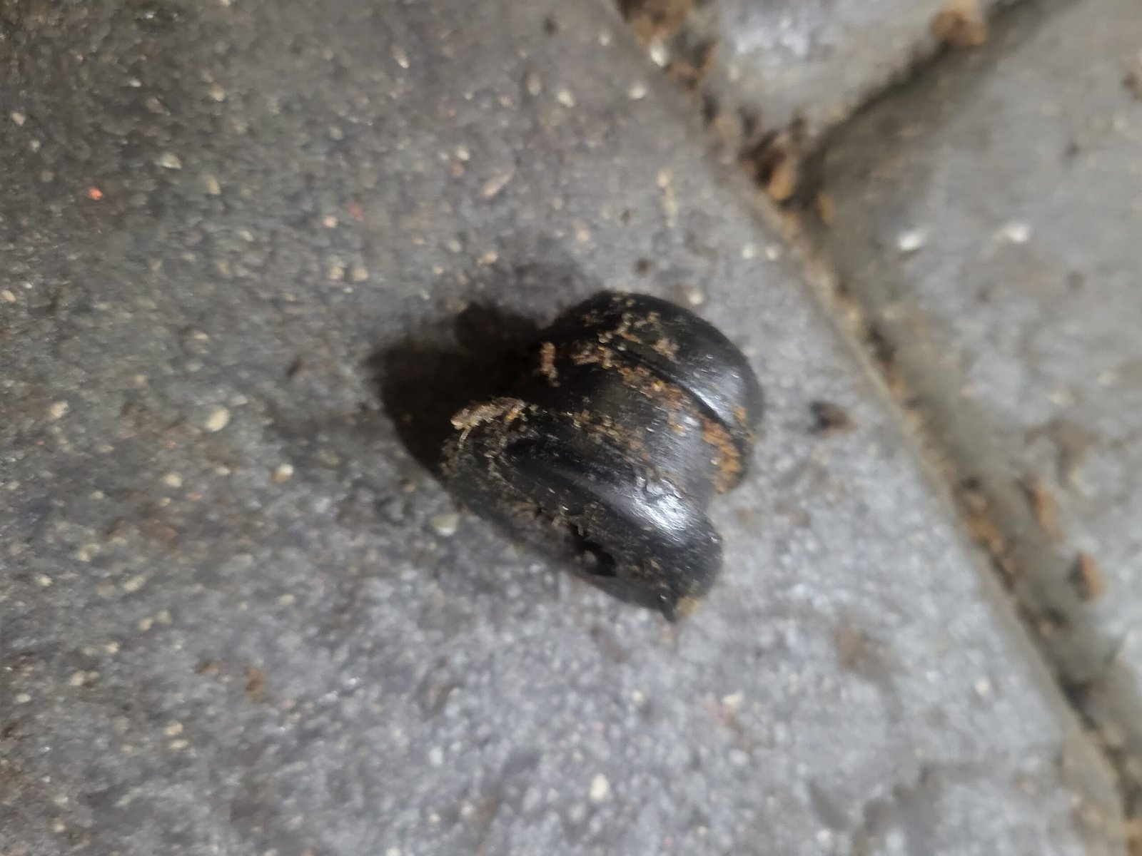 Echo CS-3700ES Amortizatorius