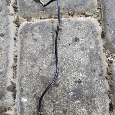 Husqvarna 40 Uždegimo ritės laidas