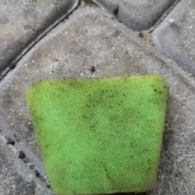 Partner X20 Oro filtras