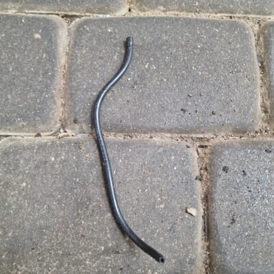 Husqvarna 40 Kuro šlangutė