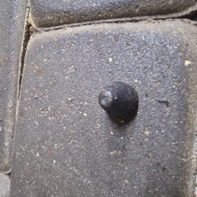 Husqvarna 142 Amortizatorius