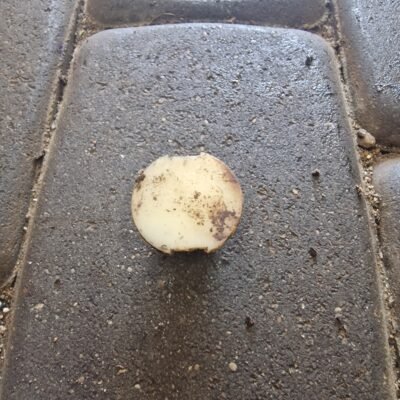 STIHL 034AV Dangtelis