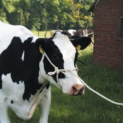 Kantaras su pavadėliu 399063