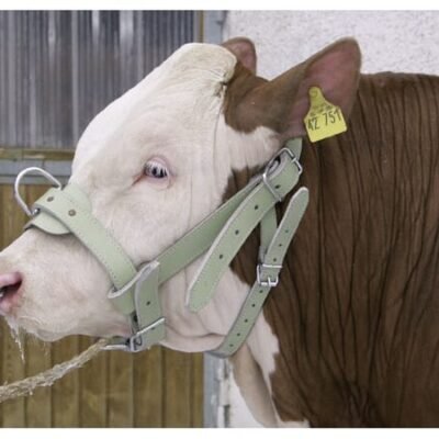 Bulių kantaras 1630220202