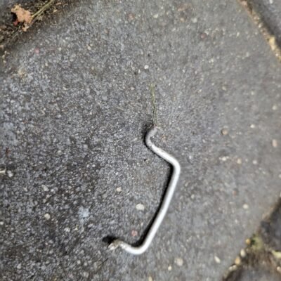 STIHL MS251 Oro sklendės traukė