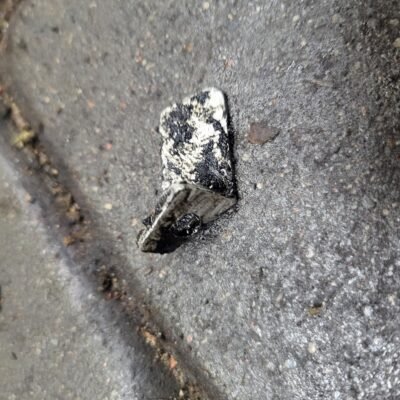 Jonsered 2040 Grandinės gaudyklė